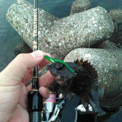 すんのかい!すんのかい!すんのかい!の巻